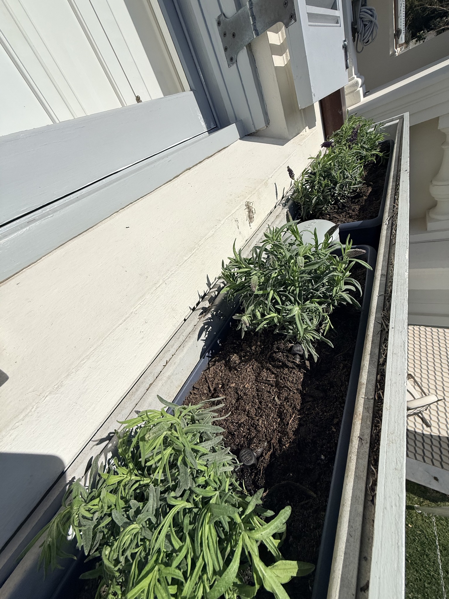 Planted steel planter box with multiple Octa 8 irrigation emitters.